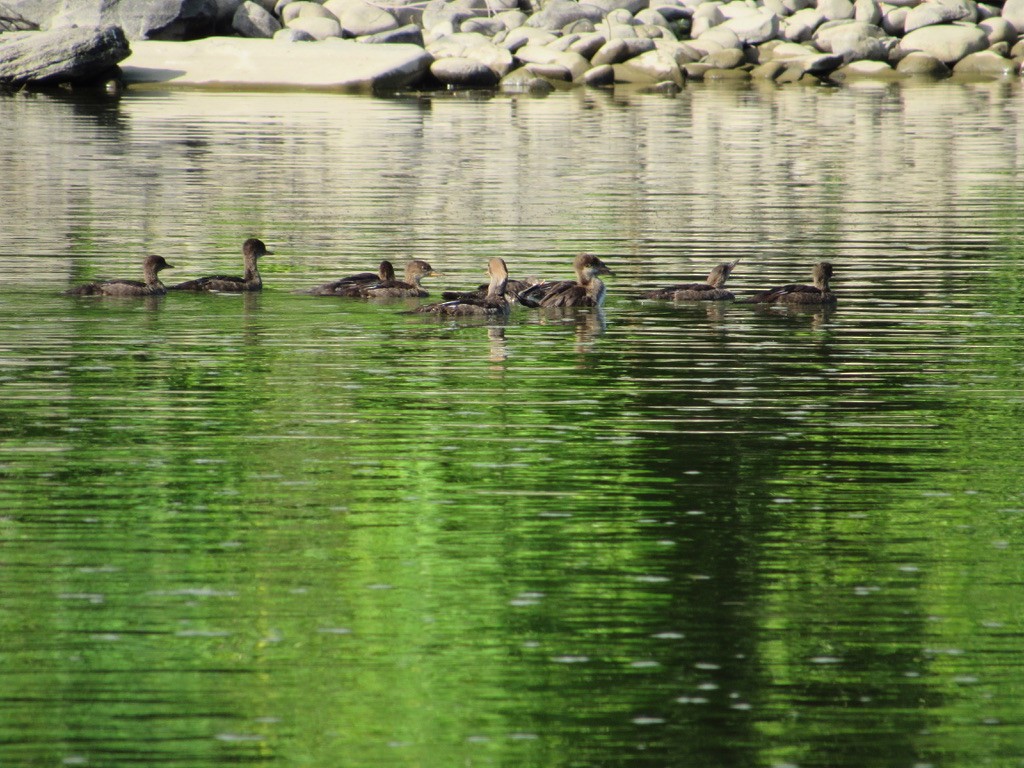 Hooded Merganser - ML246461451