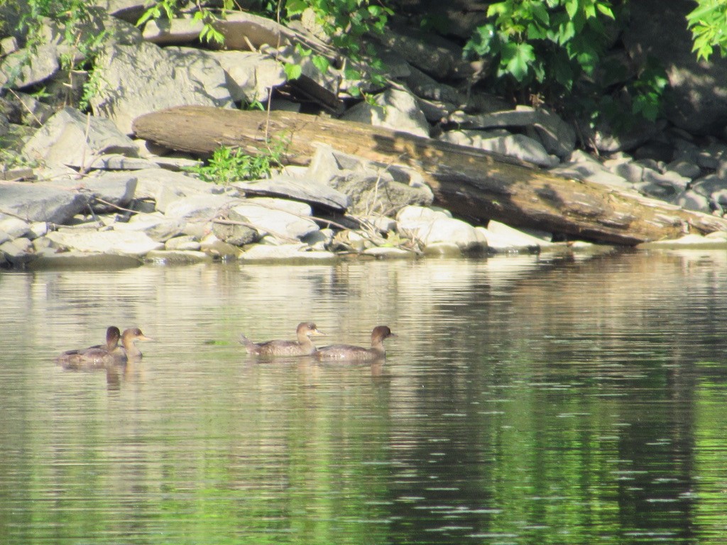 Hooded Merganser - ML246461571