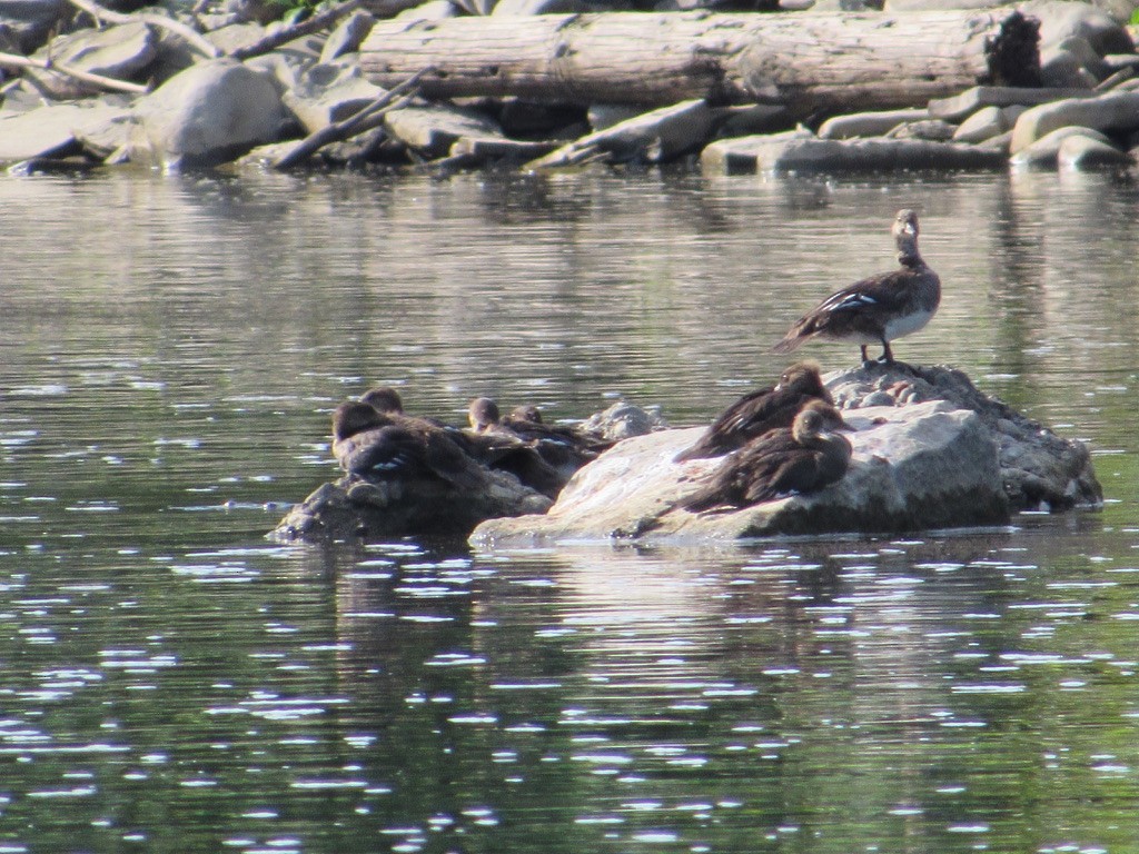 Hooded Merganser - ML246461641