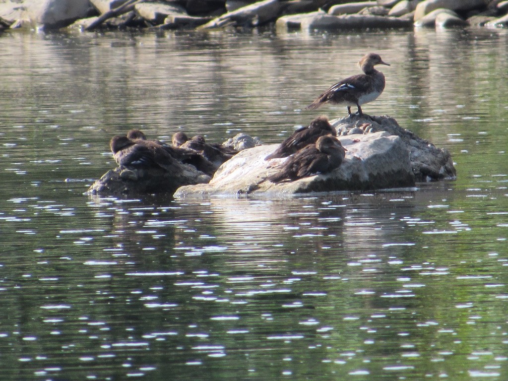 Hooded Merganser - ML246461711