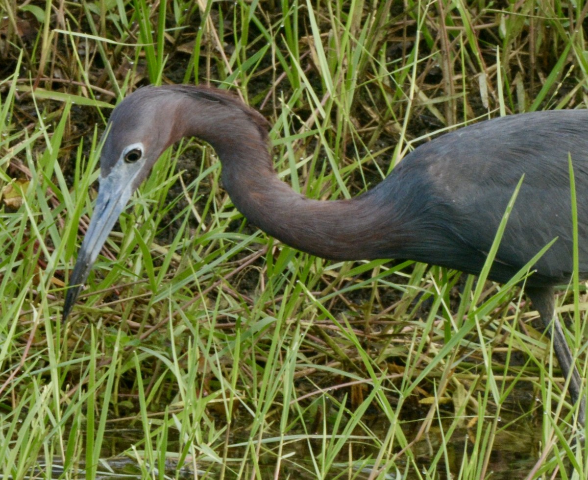 Little Blue Heron - ML246462621