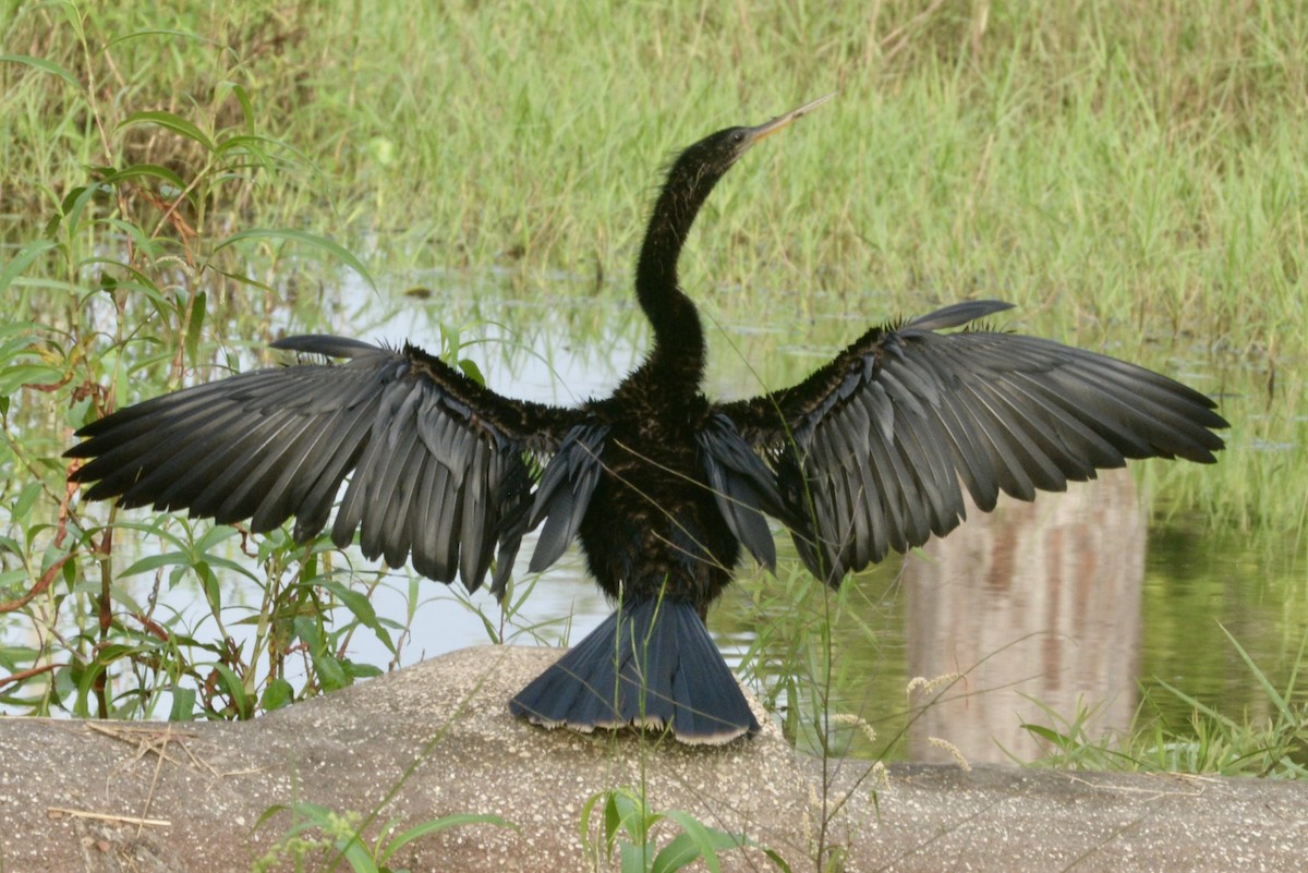 Anhinga Americana - ML246462661