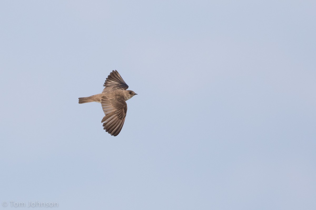 Northern Rough-winged Swallow - Tom Johnson