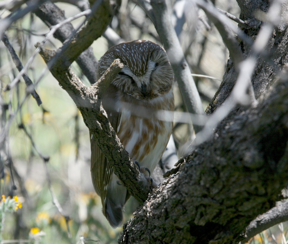 Northern Saw-whet Owl - ML246464581