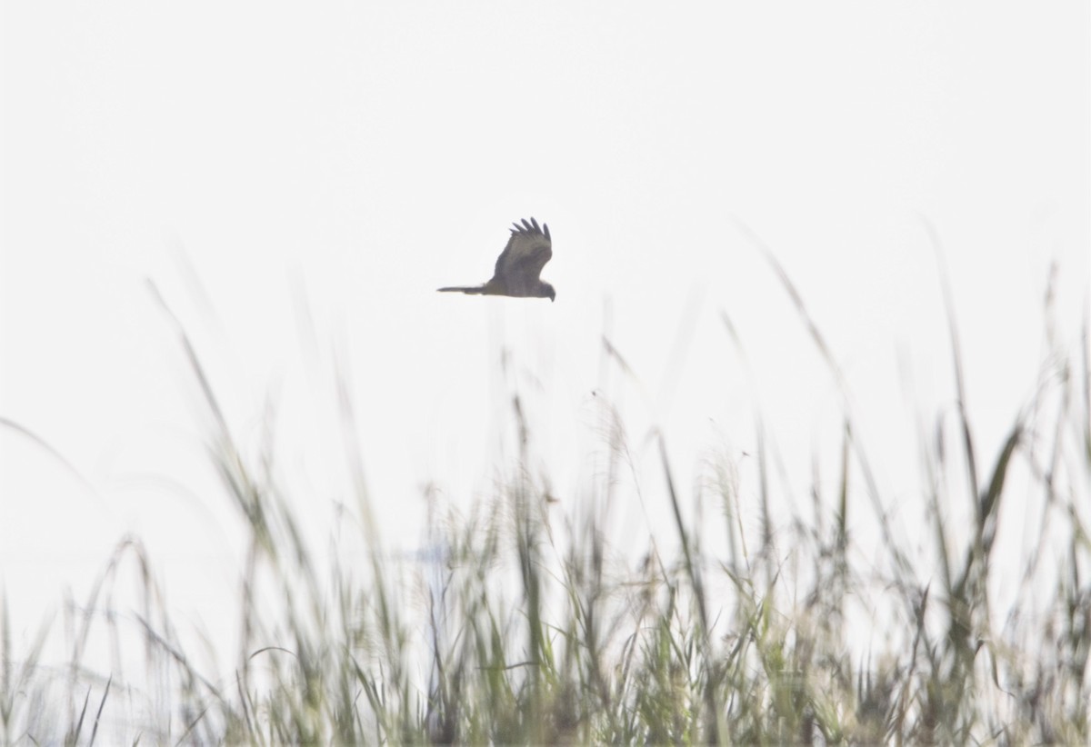 Pied Harrier - Sannidhya De