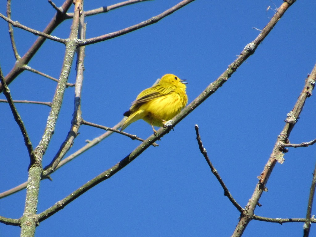 Yellow Warbler - Mickey Ryan