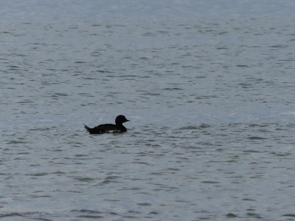 Common Scoter - ML246466031