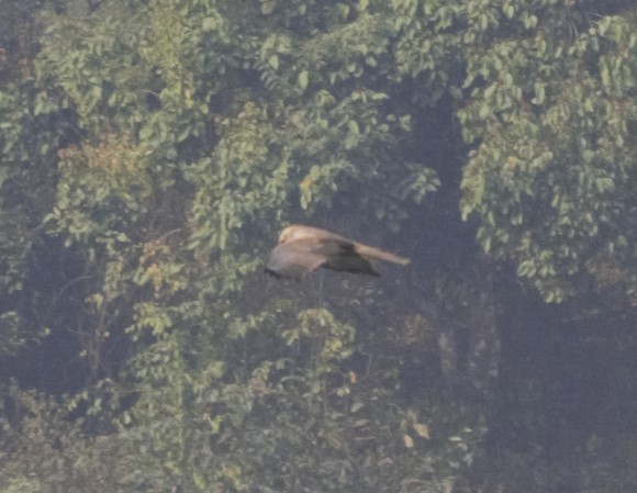 Eastern Marsh Harrier - ML246468261