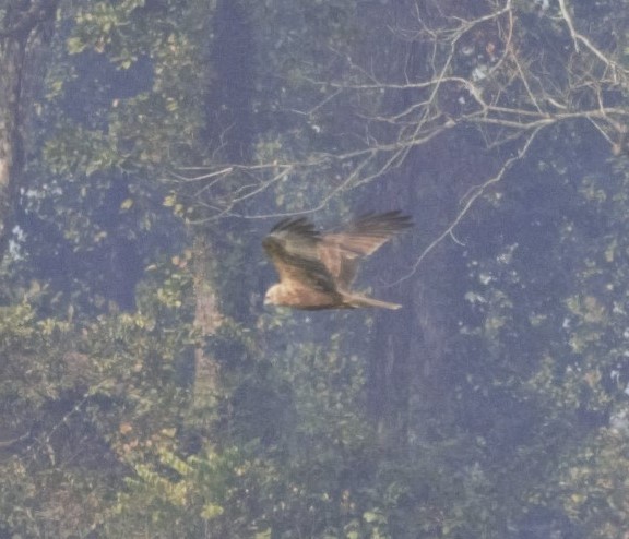 Eastern Marsh Harrier - Sannidhya De