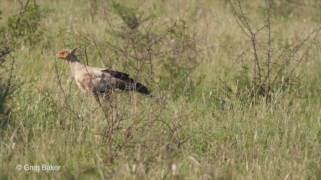 Secretarybird - ML246468921