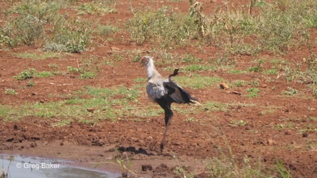 Secretarybird - ML246468931