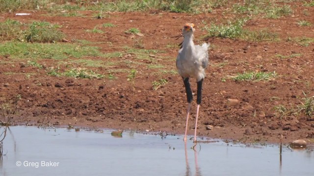 Secretarybird - ML246468941