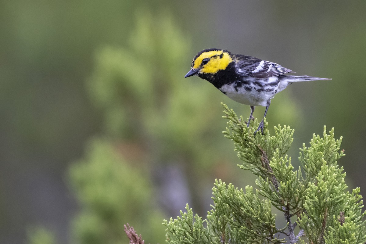 Golden-cheeked Warbler - ML246469851