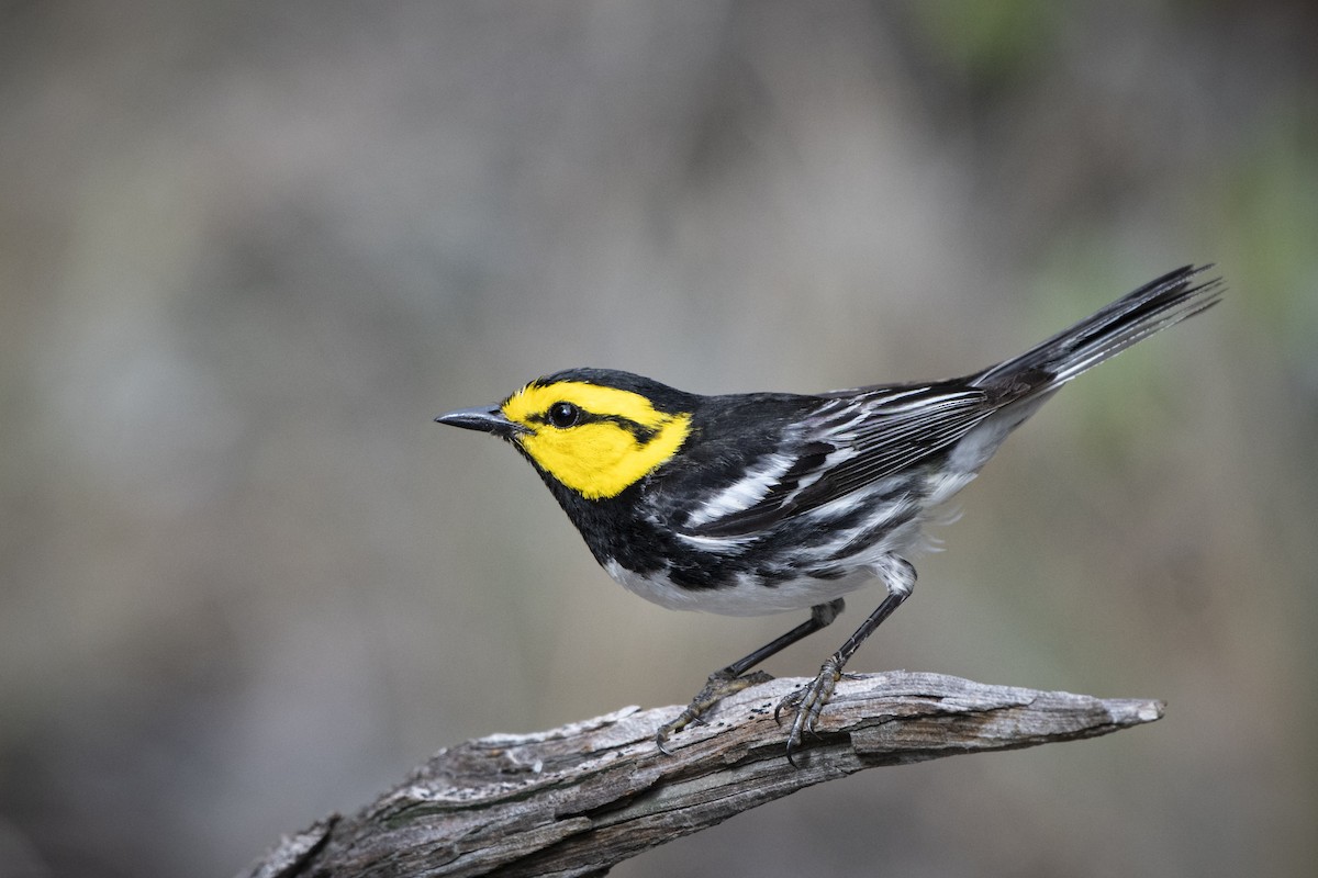 Golden-cheeked Warbler - Bryan Calk