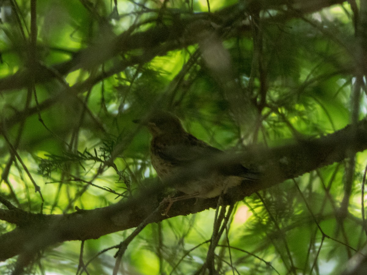 Black-throated Blue Warbler - ML246470101