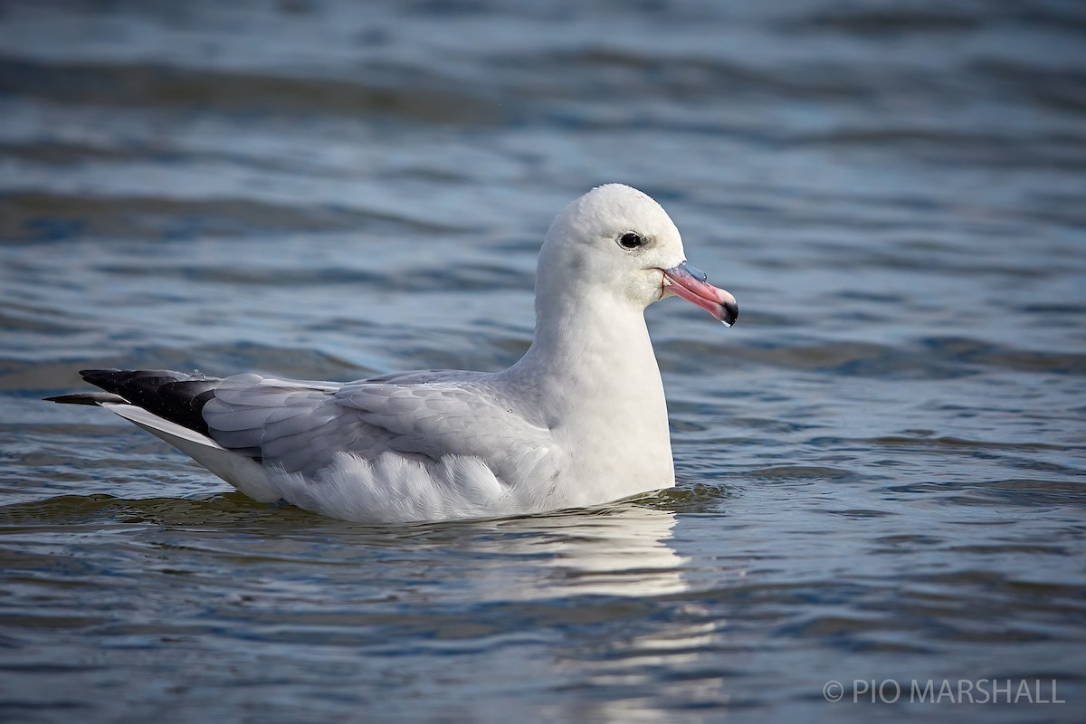 Fulmar argenté - ML246470561