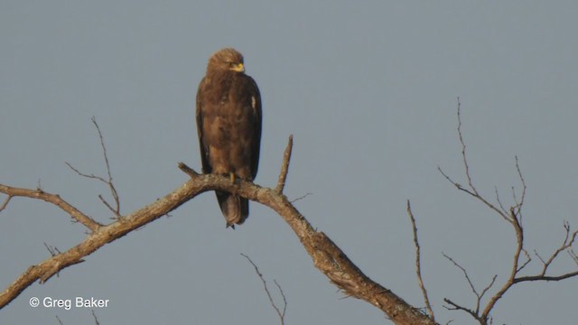 Wahlberg Küçük Kartalı - ML246471341