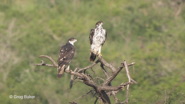 African Hawk-Eagle - ML246471471