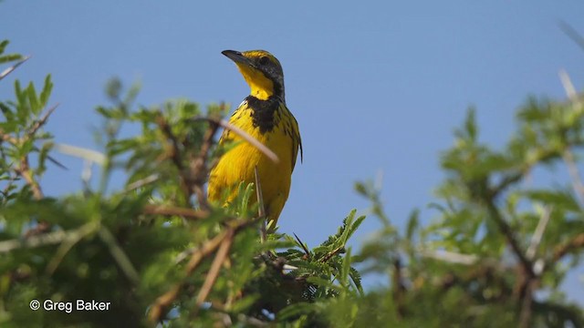 Yellow-throated Longclaw - ML246471931