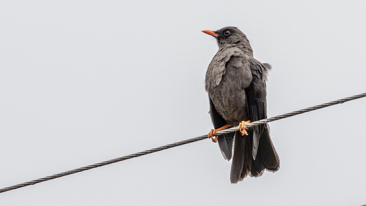 Great Thrush - Bernard Barsalo