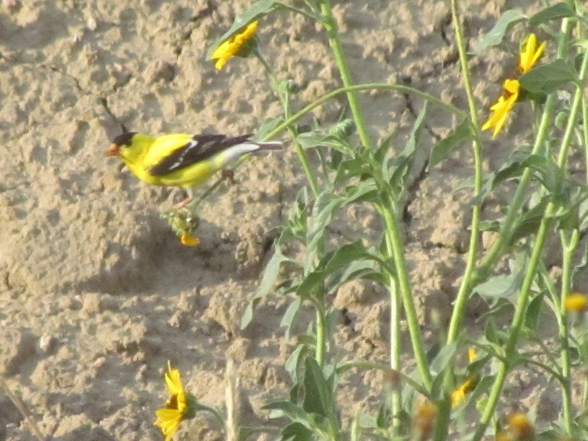 American Goldfinch - ML246472611