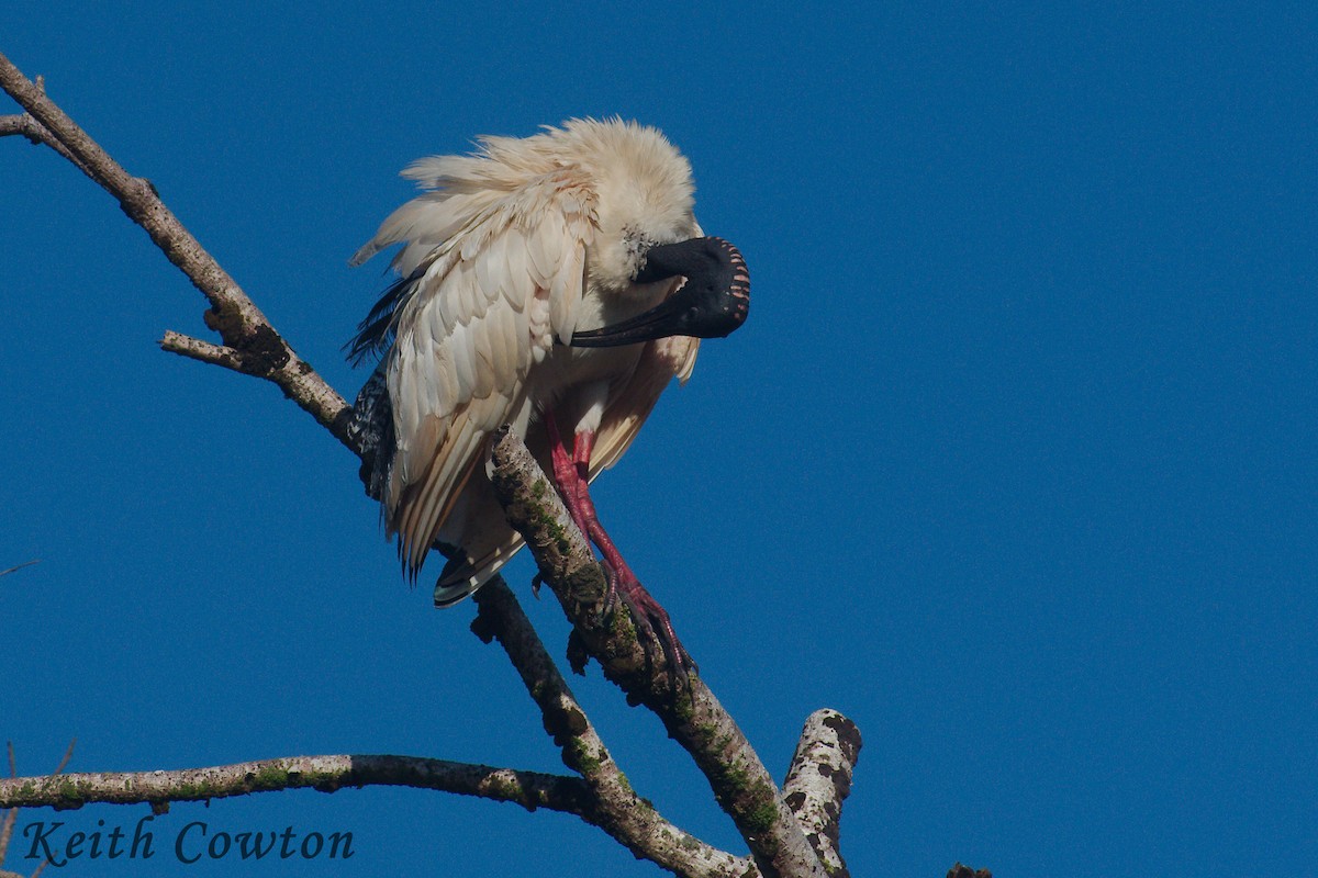 ibis australský - ML246474991