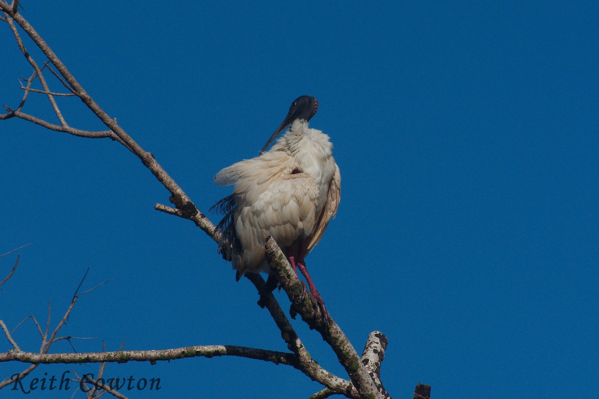 ibis australský - ML246475001