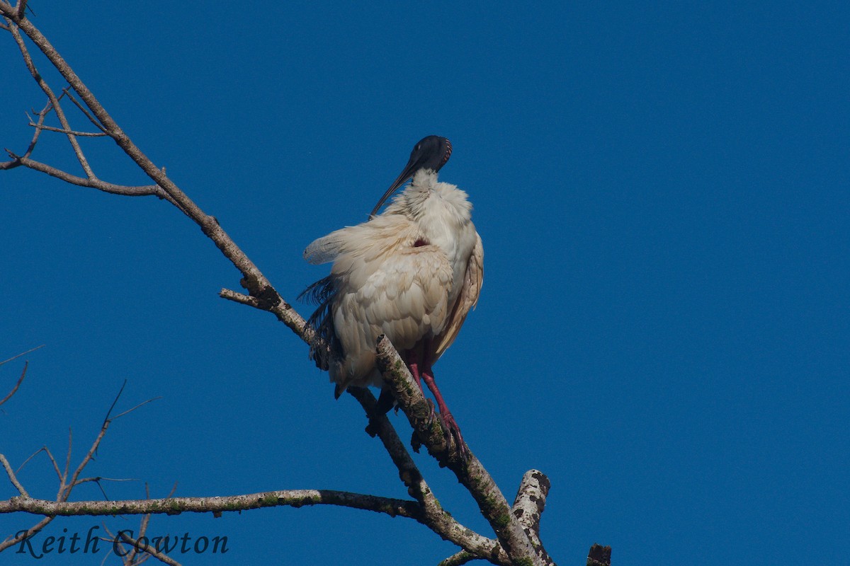 Ibis à cou noir - ML246475001