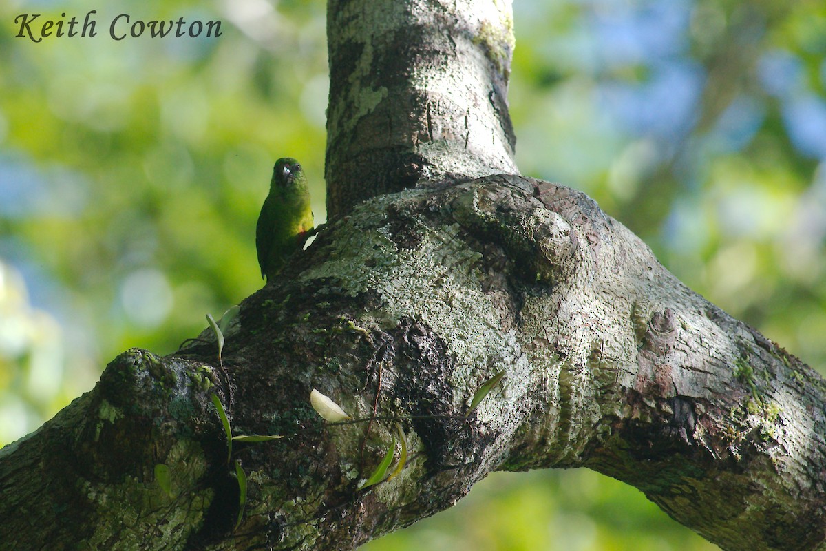 Папужка-пігмей зелений - ML246475101