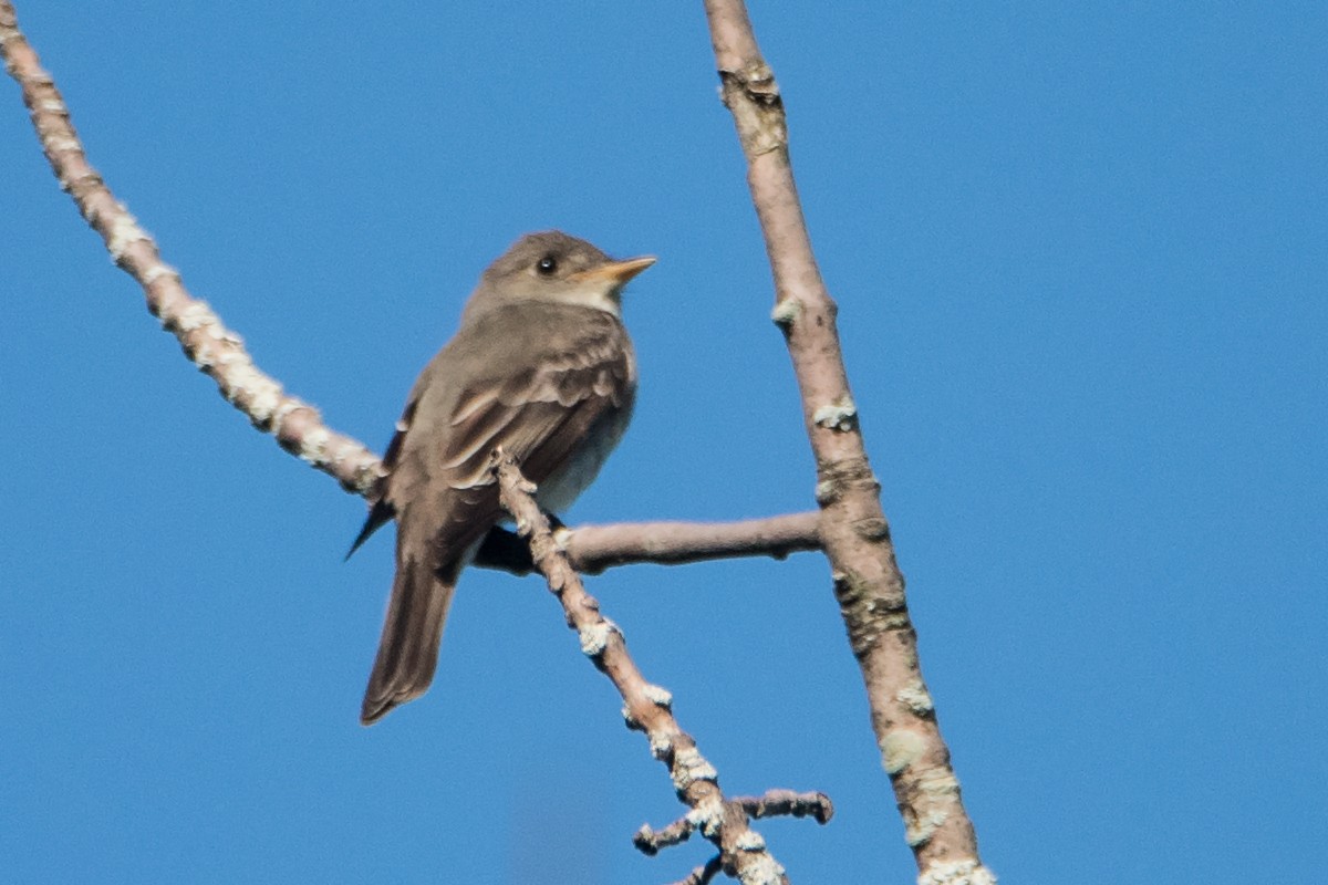Eastern Wood-Pewee - Sue Barth