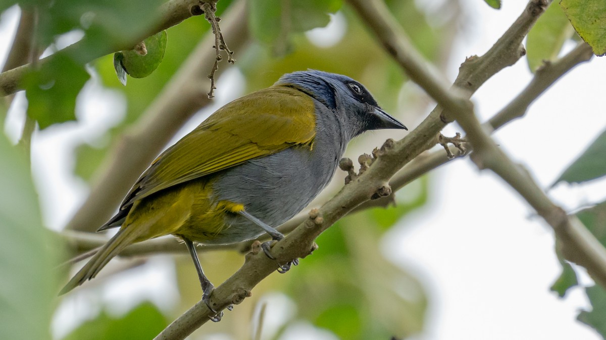 Blue-capped Tanager - ML246475731