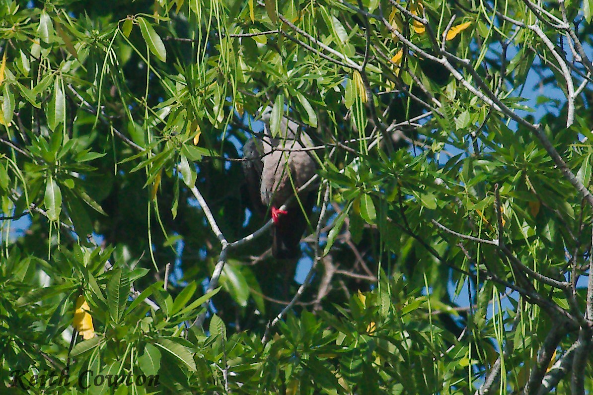 Silver-capped Fruit-Dove - ML246476081