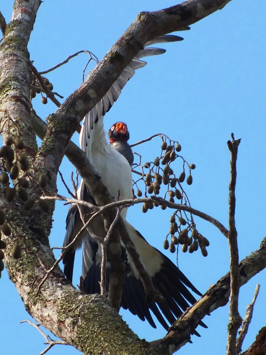 King Vulture - ML24647661