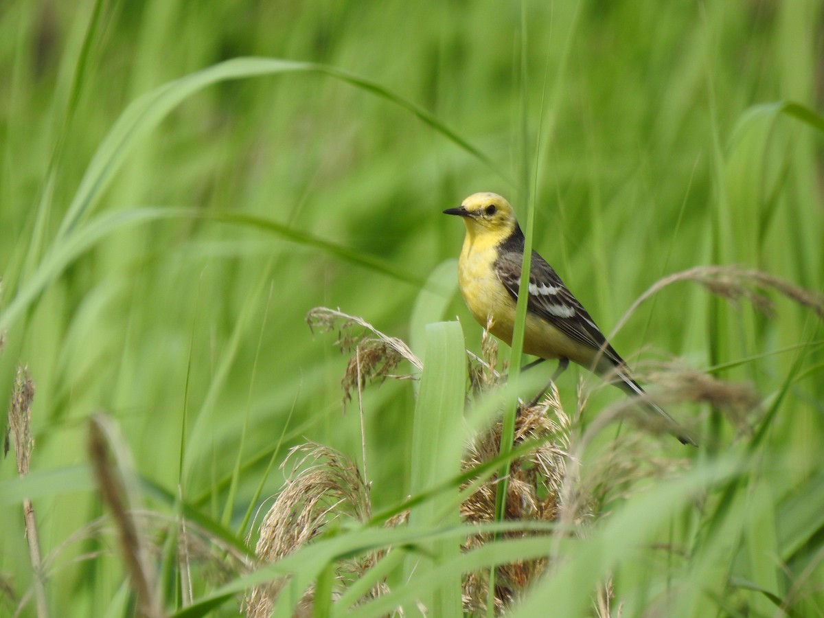 Citrine Wagtail - ML246477951