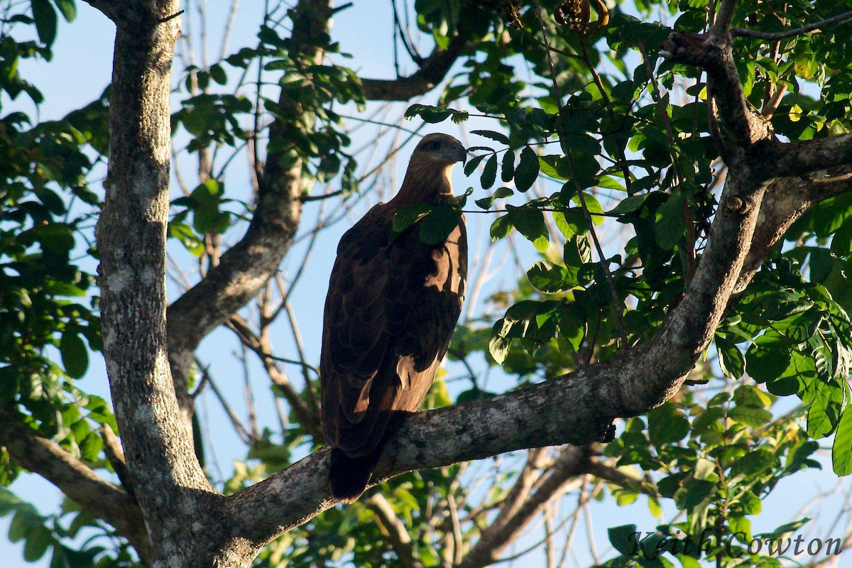 Sanford's Sea-Eagle - Keith Cowton