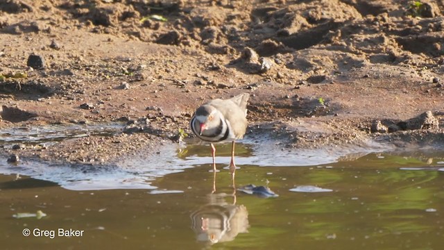 Three-banded Plover - ML246479061