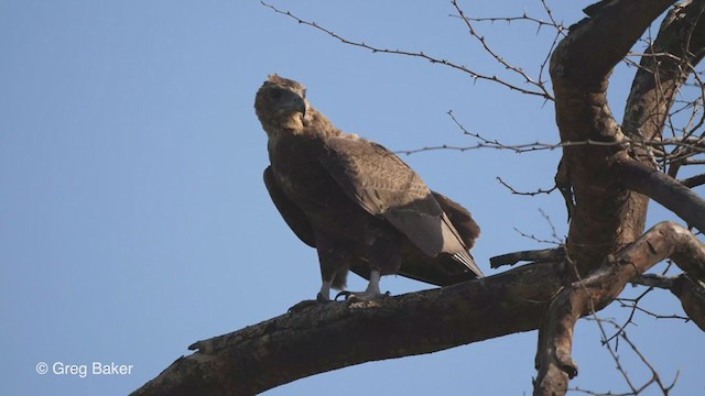 Bateleur - ML246479101