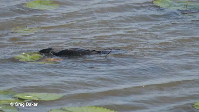 Cormorán Africano - ML246479161