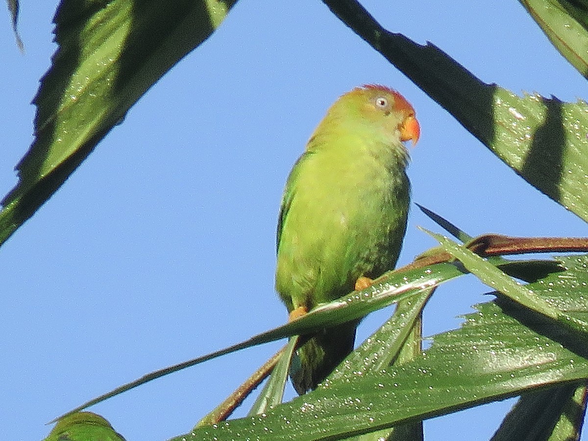 Sri Lanka Hanging-Parrot - Howard Laidlaw