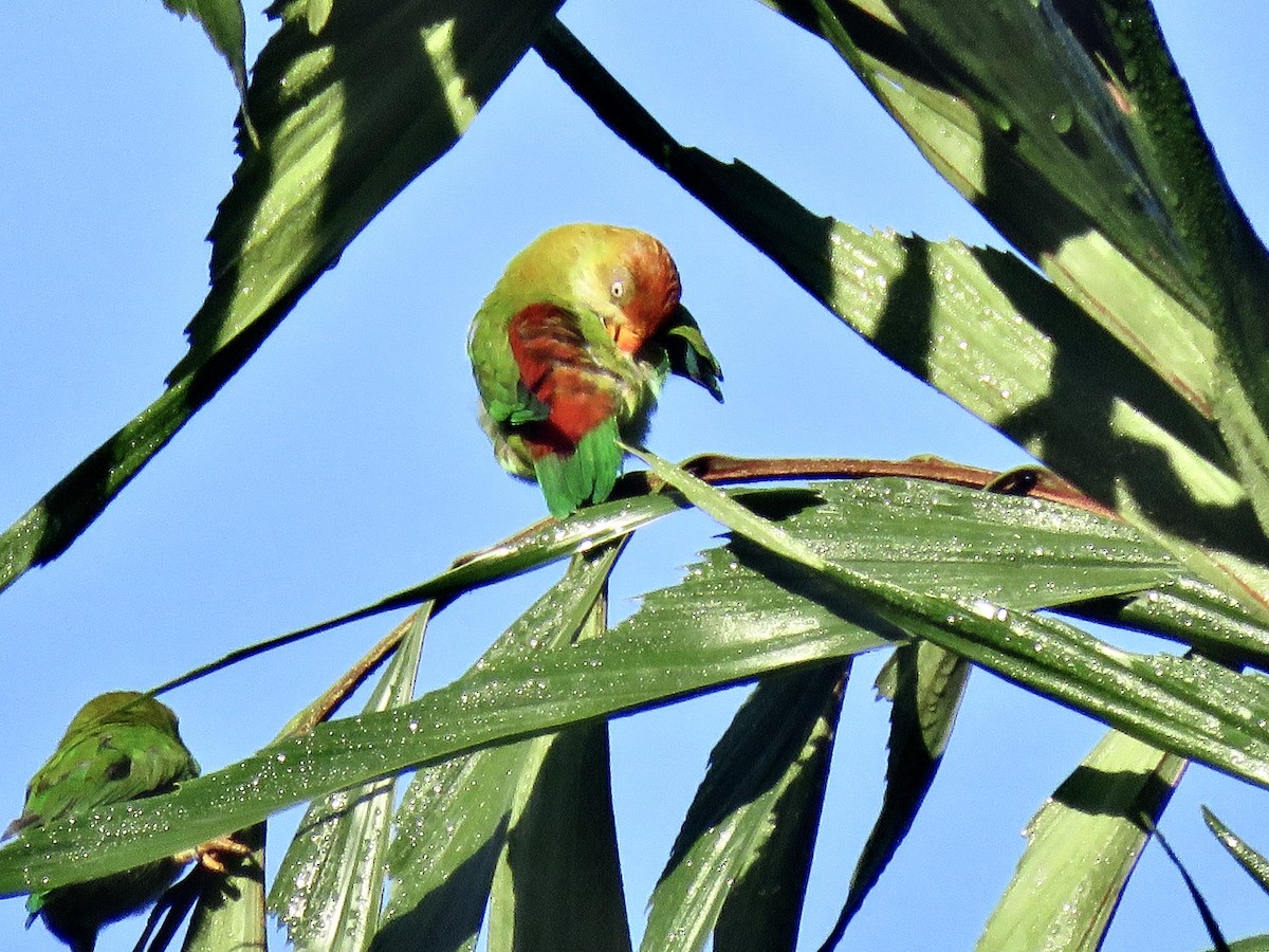 Sri Lanka Hanging-Parrot - Howard Laidlaw