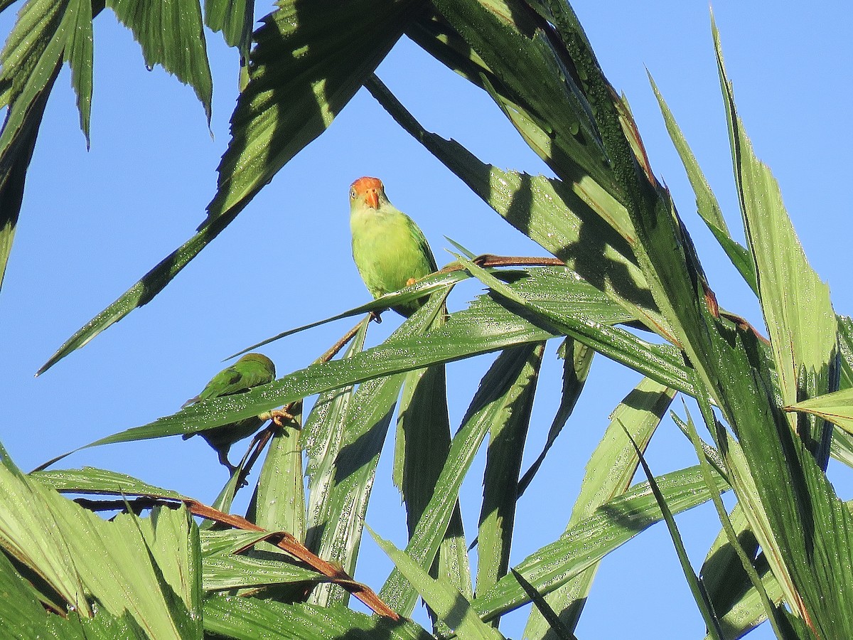 Sri Lanka Hanging-Parrot - Howard Laidlaw