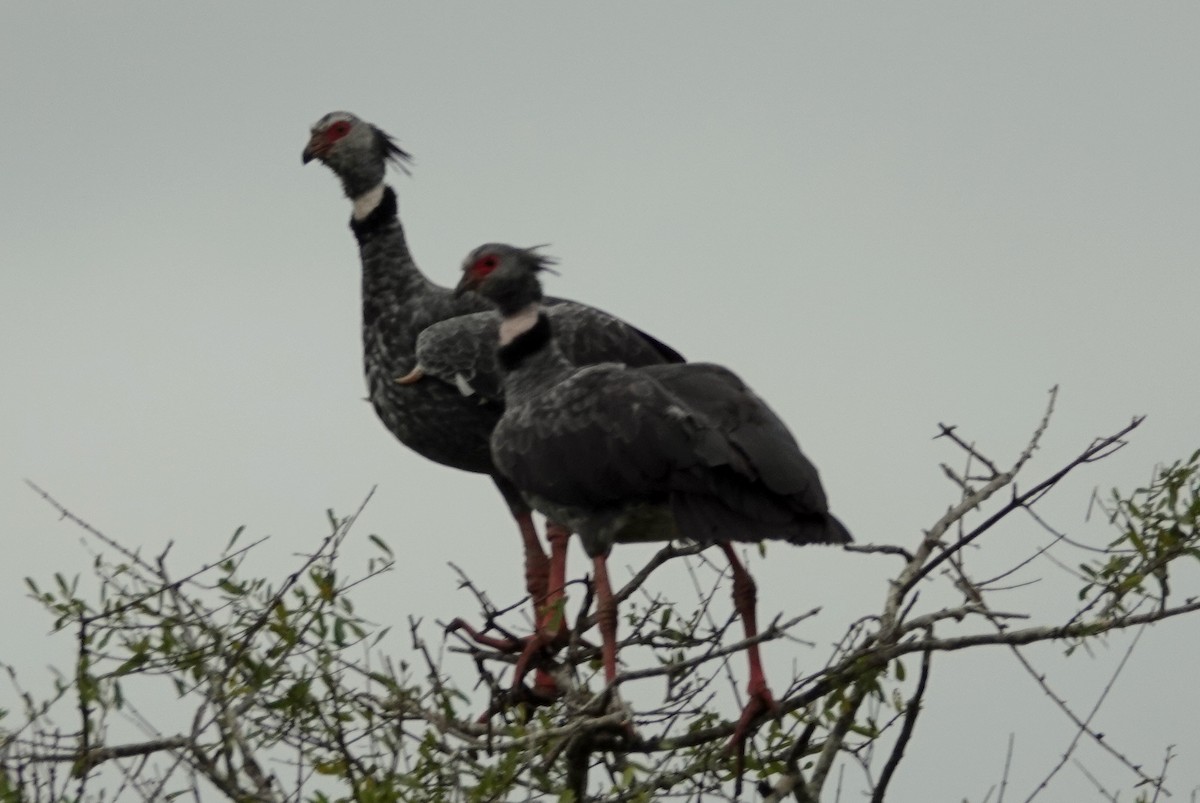 Southern Screamer - ML246479721