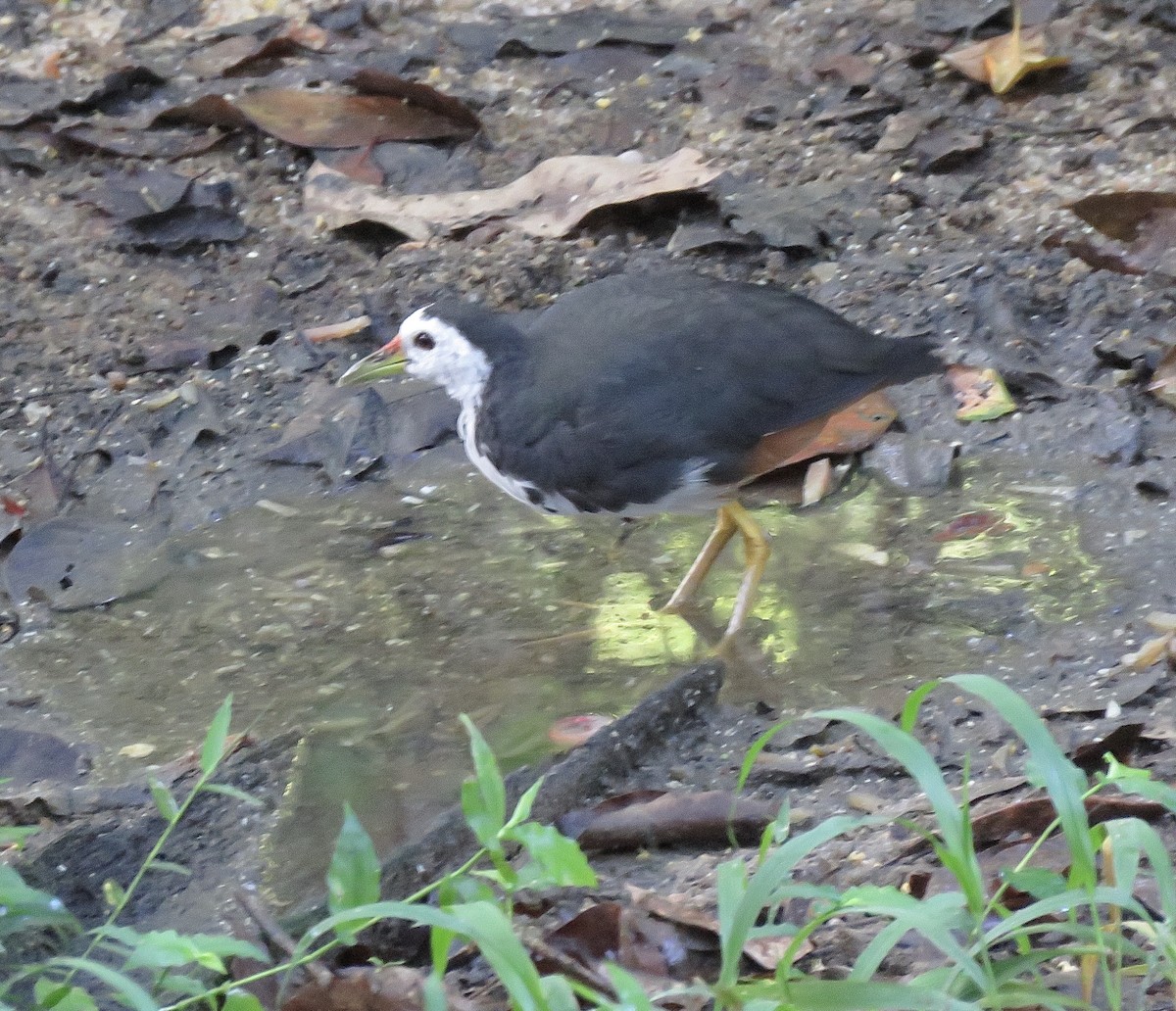 White-breasted Waterhen - ML246479861