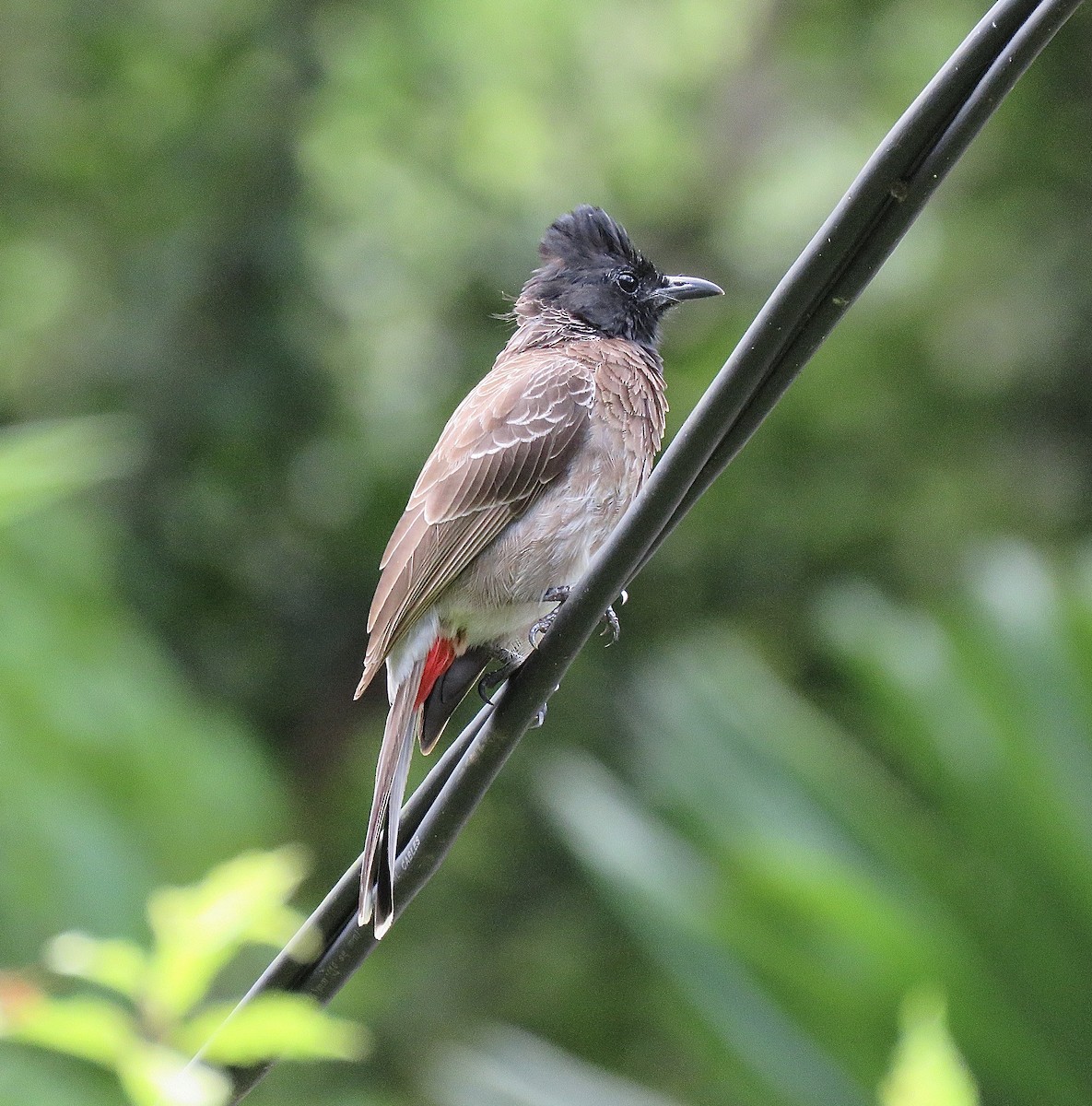 Red-vented Bulbul - Howard Laidlaw