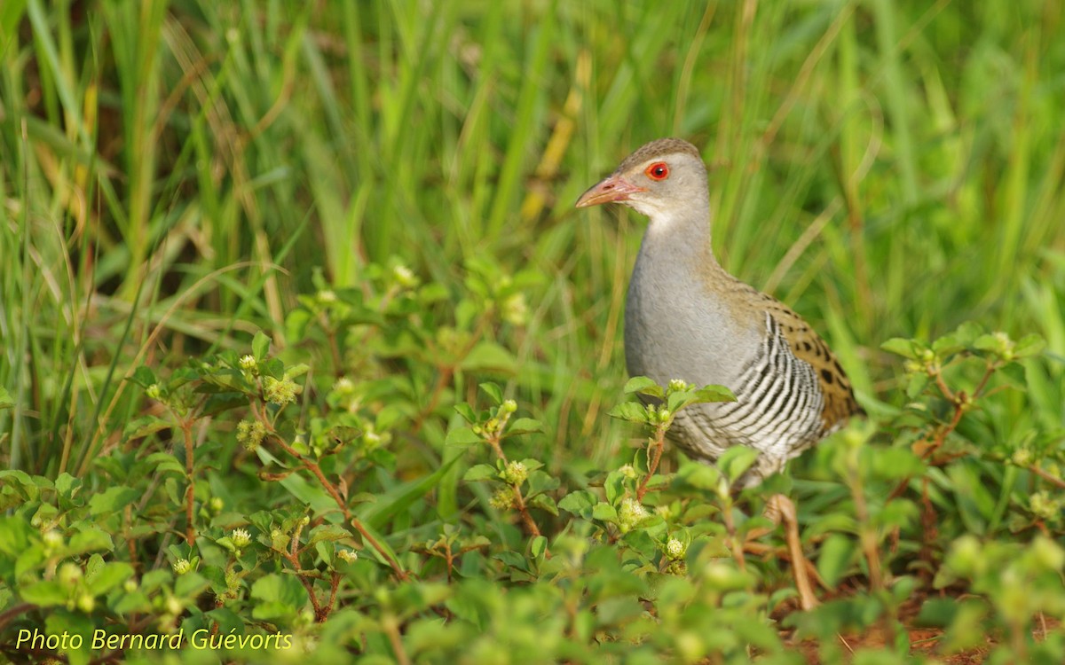 African Crake - Bernard Guevorts