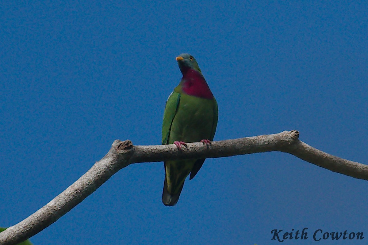 Claret-breasted Fruit-Dove - ML246481051
