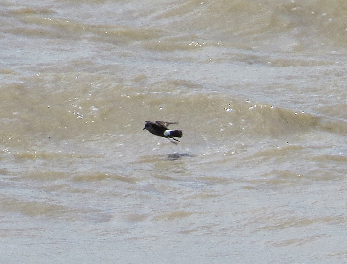 European Storm-Petrel - ML246481751