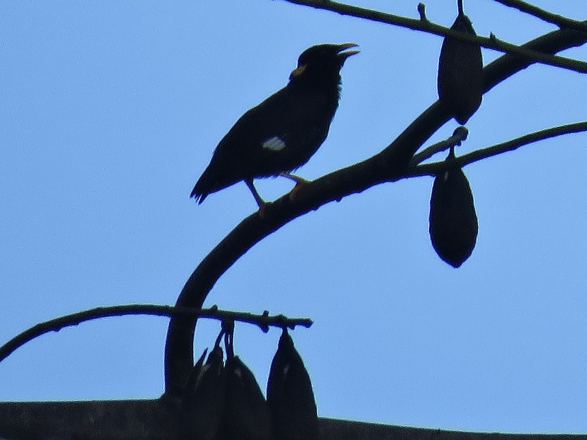 Sri Lanka Myna - Howard Laidlaw