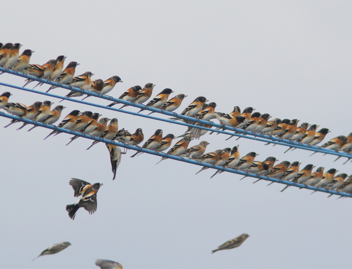 Brambling - William Price