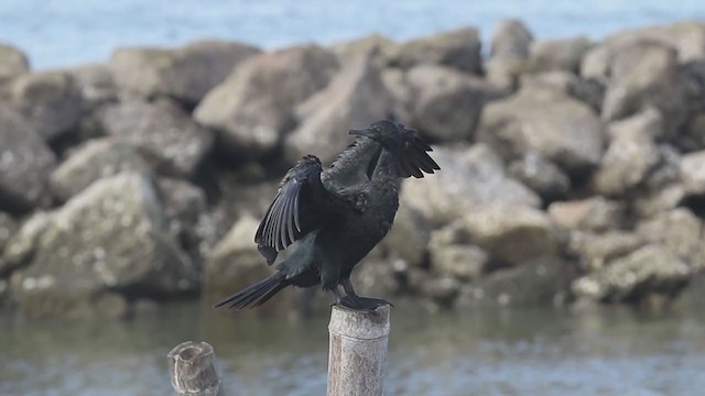 Indian Cormorant - ML246482721